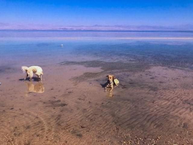 Diana Beach Camp Ξενοδοχείο Nuweiba` Εξωτερικό φωτογραφία