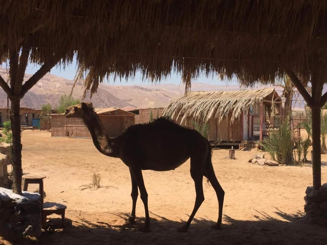 Diana Beach Camp Ξενοδοχείο Nuweiba` Εξωτερικό φωτογραφία